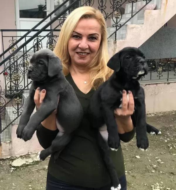 Dev Gibi Muhteşem Cane Corso Yavrularımız