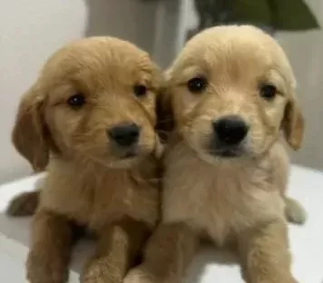 Safkan Golden Retriever Bebekler