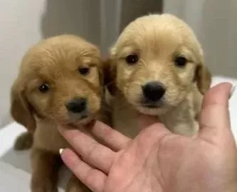 Safkan Golden Retriever Bebekler
