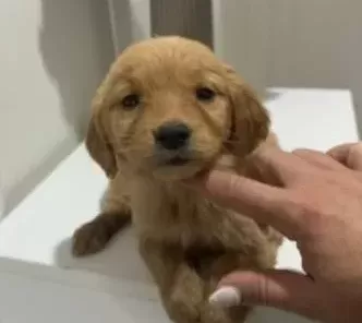 Safkan Golden Retriever Bebekler