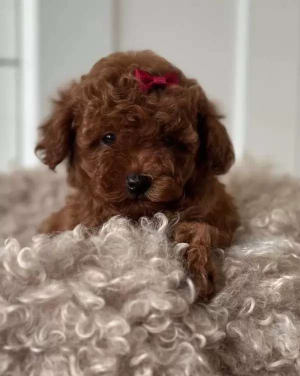 Tuvalet Eğitimli Toy Poodle