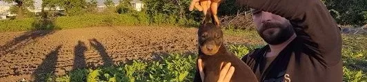Irk Garanti̇li̇ Doberman Yavrulari