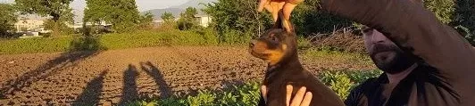 Irk Garanti̇li̇ Doberman Yavrulari