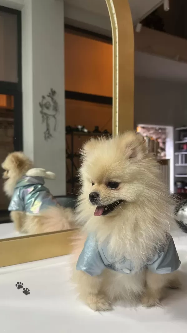 Pomeranian Boo Köpeği