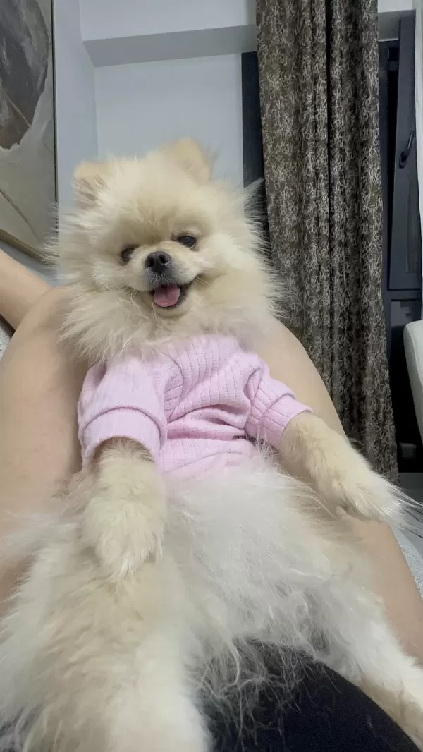 Pomeranian Boo Köpeği