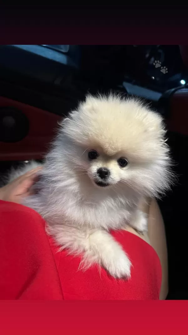 Pomeranian Boo Köpeği