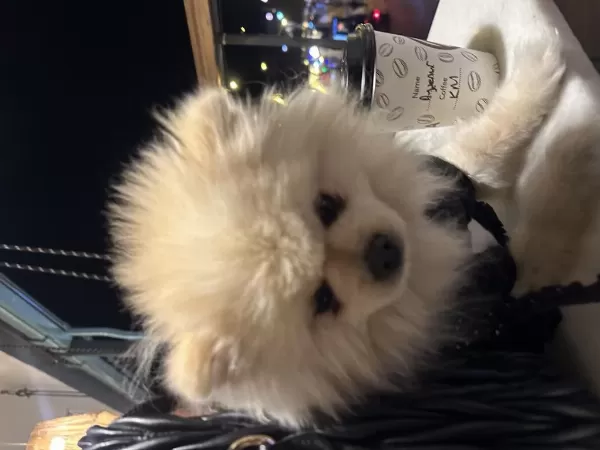 Pomeranian Boo Köpeği