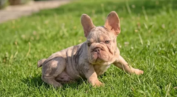 En Özel Versiyon Bi̇grope Exotic French Bulldog