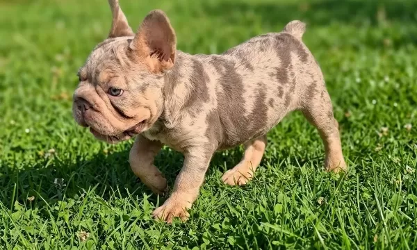 En Özel Versiyon Bi̇grope Exotic French Bulldog