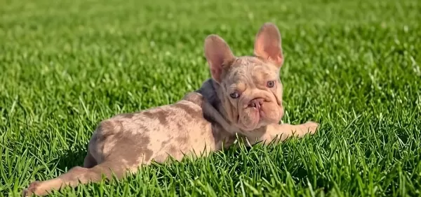 En Özel Versiyon Bi̇grope Exotic French Bulldog