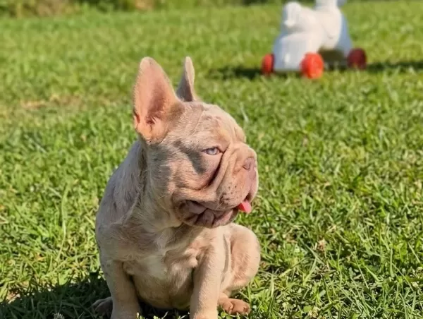 En Özel Versiyon Bi̇grope Exotic French Bulldog