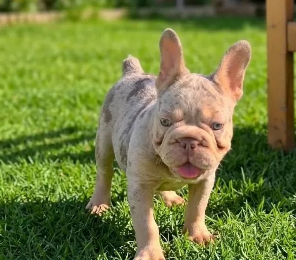 En Özel Versiyon Bi̇grope Exotic French Bulldog