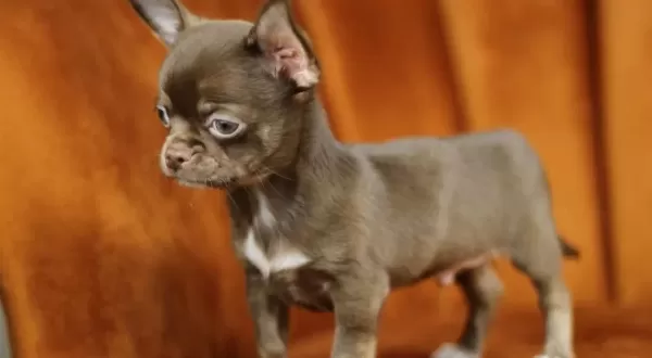 Teacup Chocolate Chihuahua