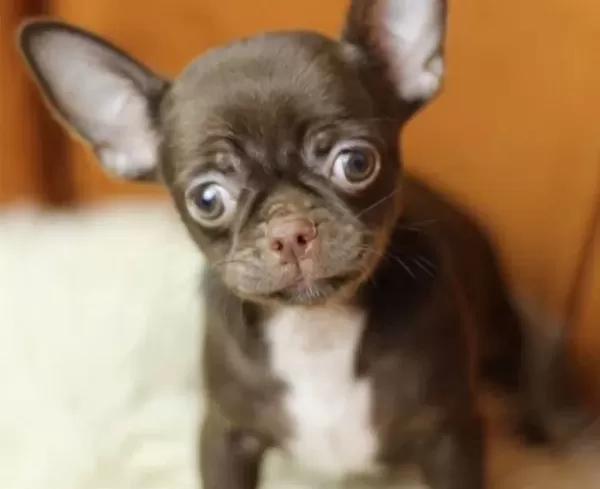 Egzotic Chocolate Chihuahua