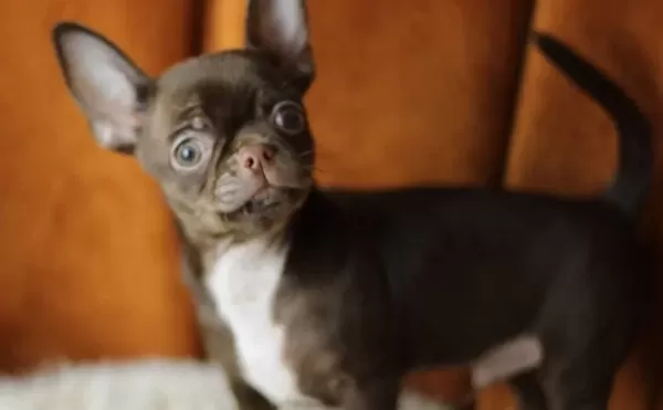 Egzotic Chocolate Chihuahua