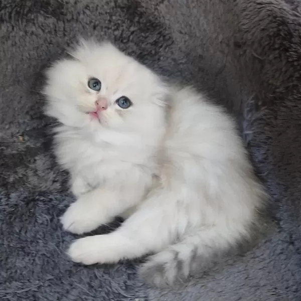 İstanbul İçi 7/24 Adrese Teslim Scottish Fold Longhair