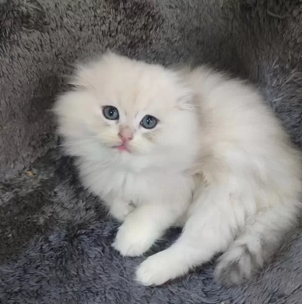İstanbul İçi 7/24 Adrese Teslim Scottish Fold Longhair