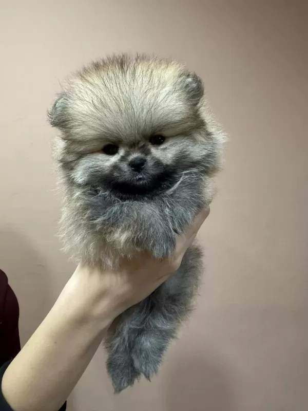 Show Kalite Tea Cup Teddy Pomeranian Boo Yavrular