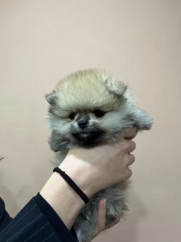 Show Kalite Tea Cup Teddy Pomeranian Boo Yavrular