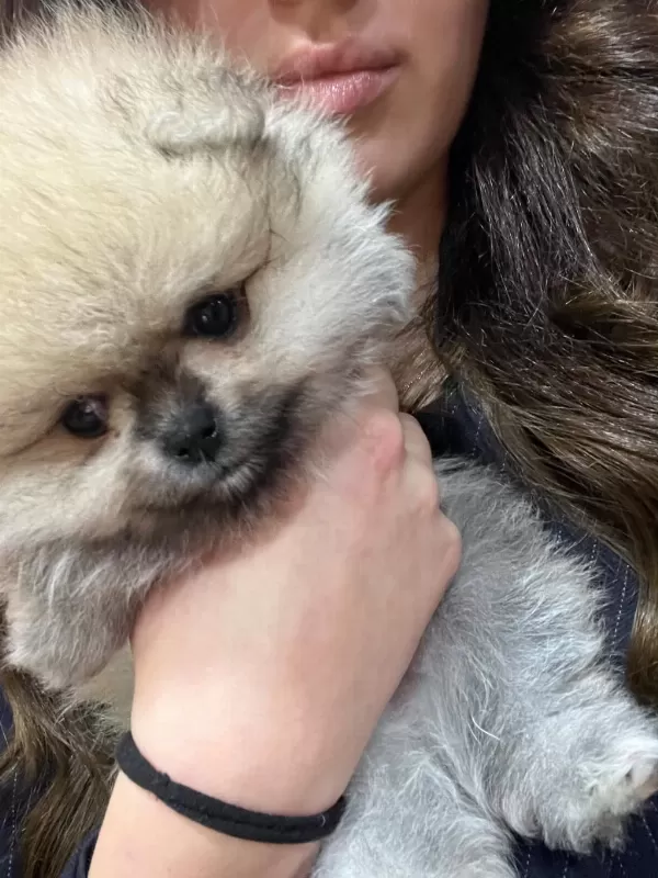 Show Kalite Tea Cup Teddy Pomeranian Boo Yavrular