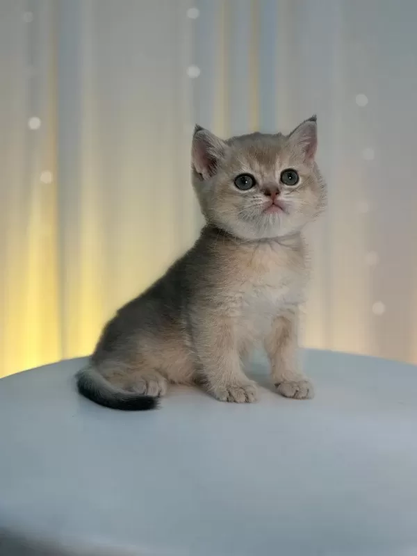 İrk Ve Sağlik Garantili Blue Golden Kedilerimiz
