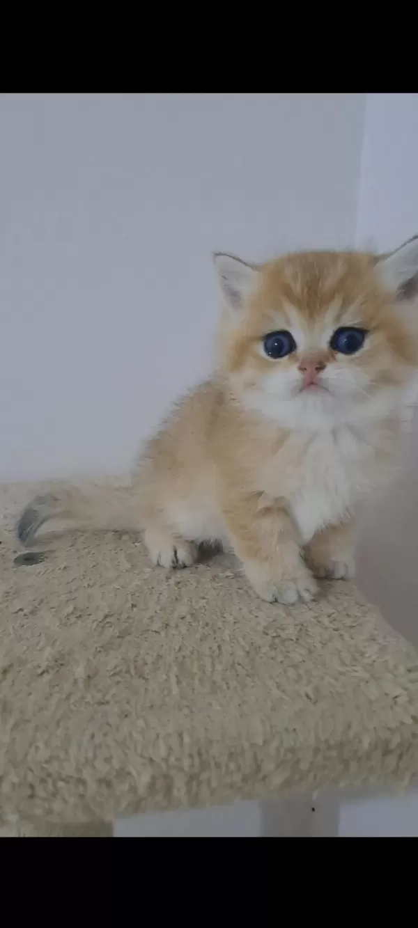 British Shorthair Golden Erkek