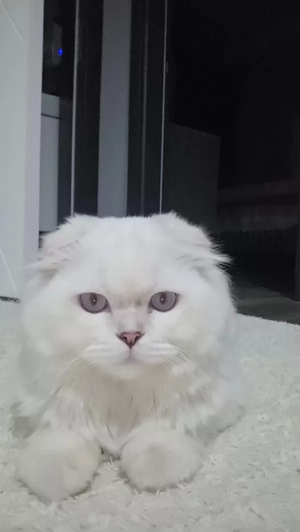 9 Aylık Scottish Fold Longhair