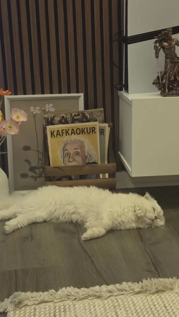 9 Aylık Scottish Fold Longhair