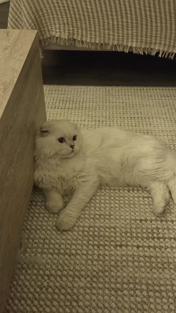 9 Aylık Scottish Fold Longhair