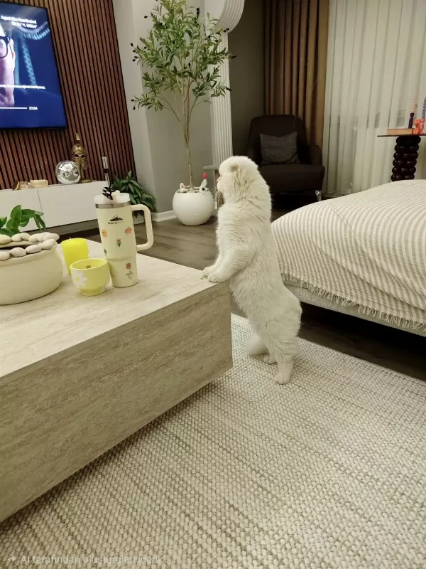 9 Aylık Scottish Fold Longhair