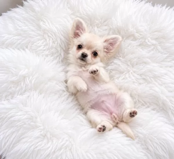 Longhair Chihuahua Wc Eğitimli