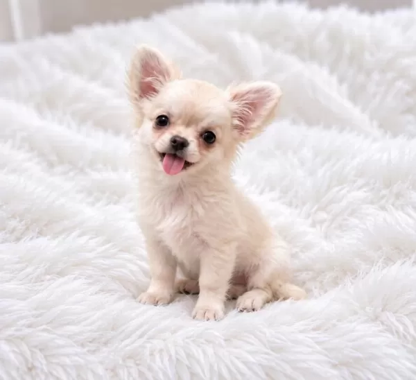 Longhair Chihuahua Wc Eğitimli