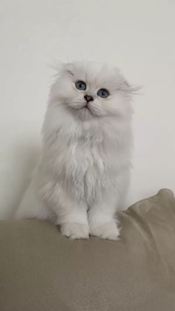 70 Günlük Biblo Gibi Yavru Scottish Fold