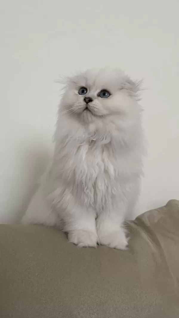 70 Günlük Biblo Gibi Yavru Scottish Fold