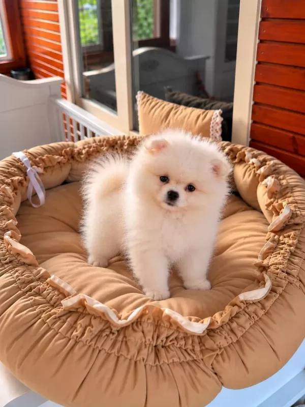 Show Class Pomeranian Boo