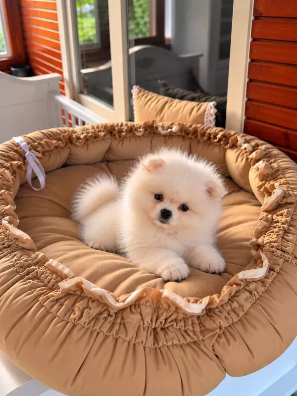 Show Class Pomeranian Boo