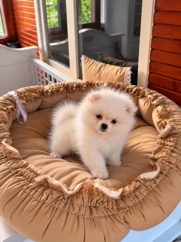 Show Class Pomeranian Boo