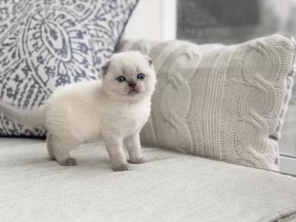 İrk Garantili, Veteriner Kontrollü Sevimli Scottish Fold
