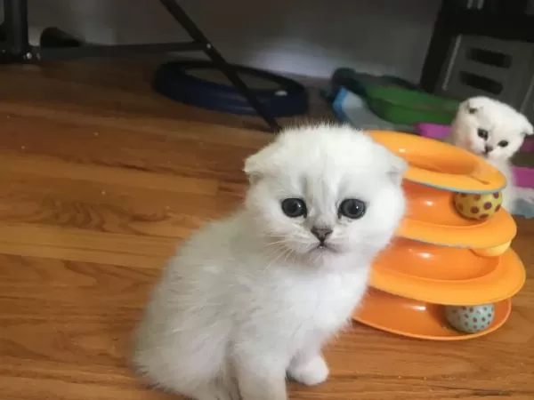 İrk Garantili, Veteriner Kontrollü Sevimli Scottish Fold