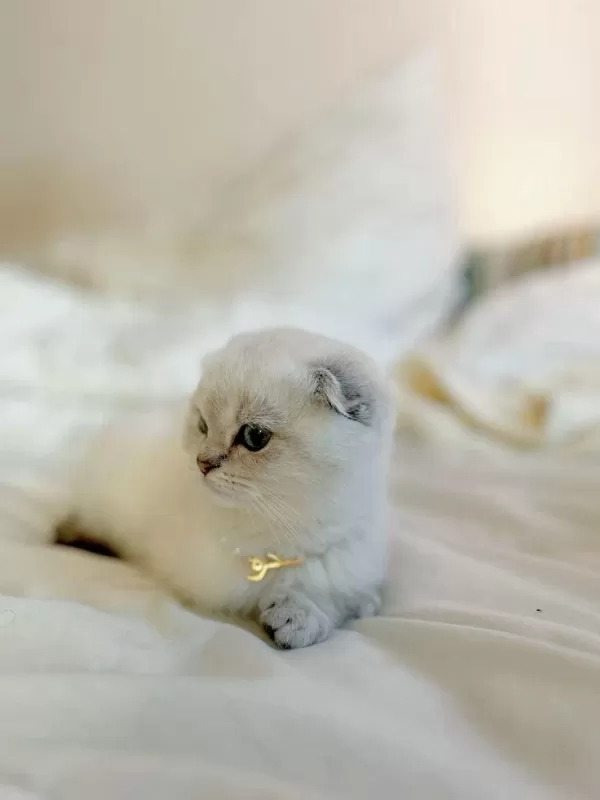 İrk Garantili, Veteriner Kontrollü Sevimli Scottish Fold
