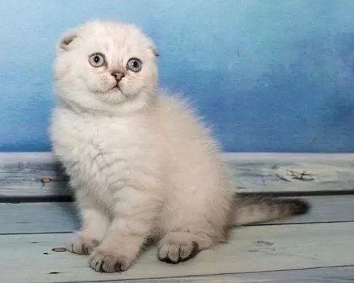 İrk Garantili, Veteriner Kontrollü Sevimli Scottish Fold