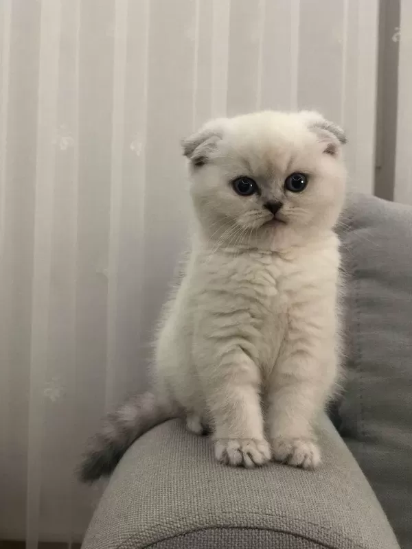 İrk Garantili, Veteriner Kontrollü Sevimli Scottish Fold
