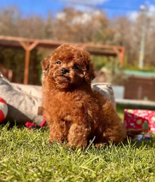 Poodle Çi̇fli̇ği̇nden Efsane Güzel Yavrular Si̇zleri̇ Bekli̇yor