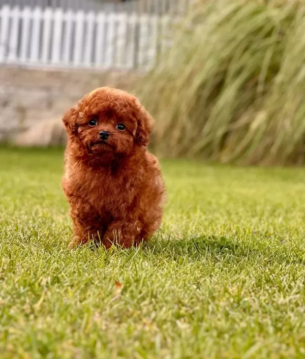 Poodle Çi̇fli̇ği̇nden Efsane Güzel Yavrular Si̇zleri̇ Bekli̇yor