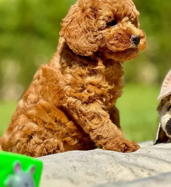 En Sevimli Poodle Yavrulari