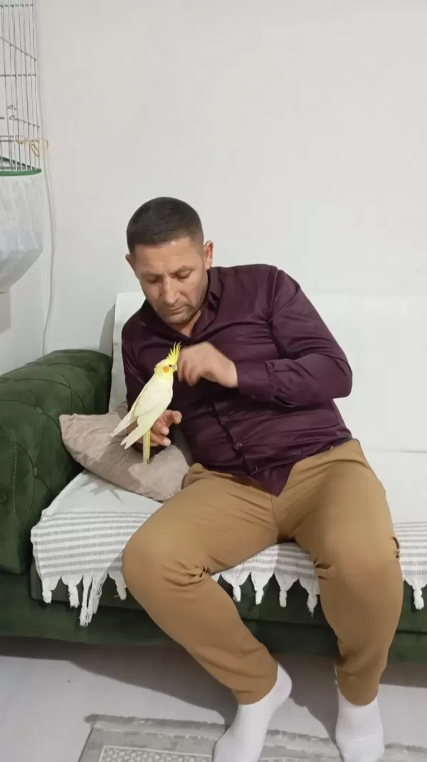 Uyguna Ele Alışkın Erkek Yavru Sultan Papağanı