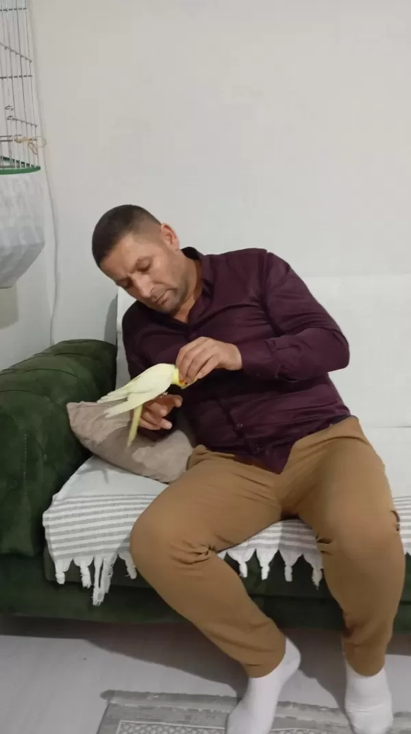 Uyguna Ele Alışkın Erkek Yavru Sultan Papağanı