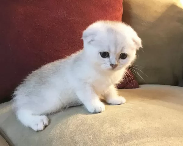 Ev Ortamında Büyümüş, Oyuncu Scottish Fold