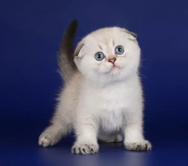 Ev Ortamında Büyümüş, Oyuncu Scottish Fold