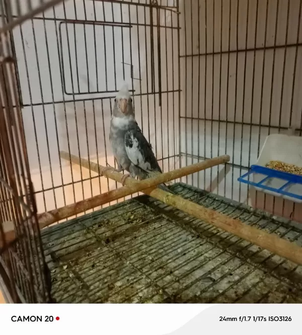 Damızlık Erkek Wifi Sultan Papağanı